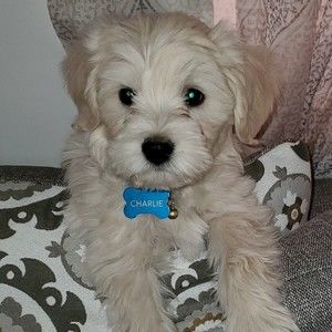 Meet your Posher, Suzanne